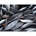 Manufacturers Seafrozen Horse Mackerel 16cm+ Eu Standards